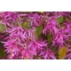 LOROPETALUM zimozielona miododajna - sadzonki 30 / 40 cm